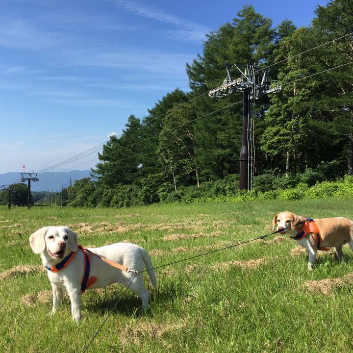 560d3370 9963 43e0 bf6a 4a07085e3df7