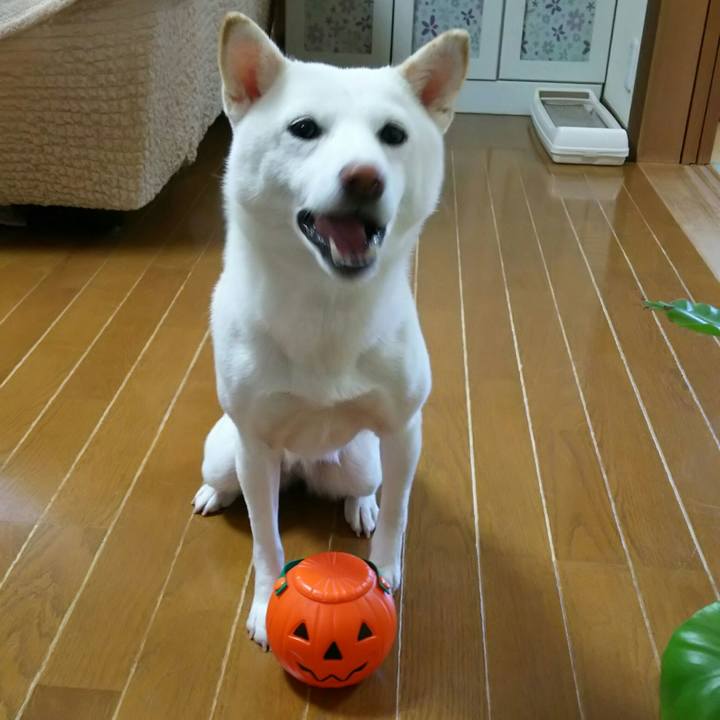 5612a419 bd19 4665 adcb e1d32599e31f