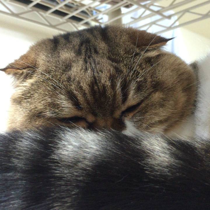 56153740 1179 4f4c b74e 8e6abfdc61eb