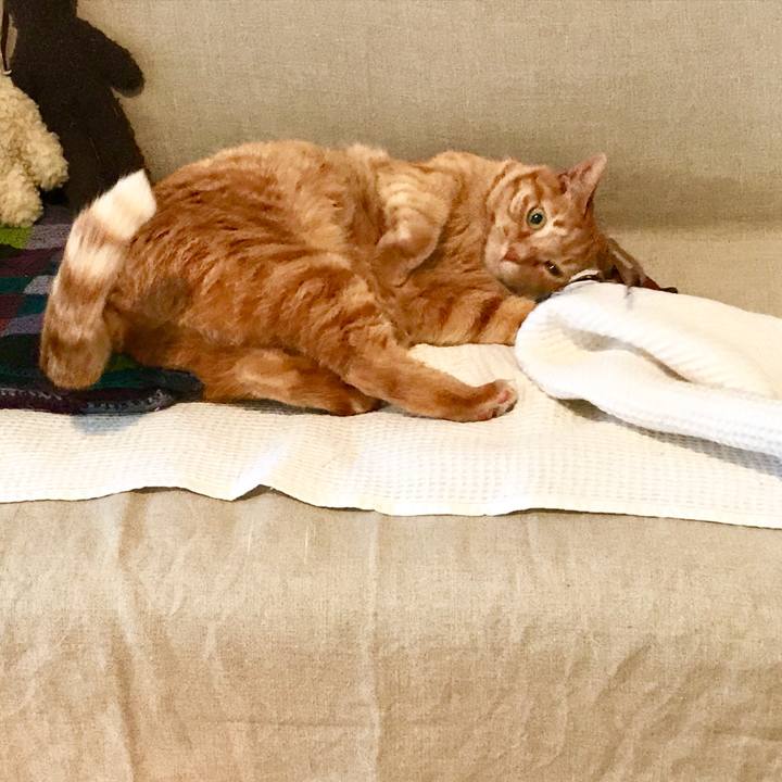 5631a114 bb46 48fe a491 94bf15e16be7