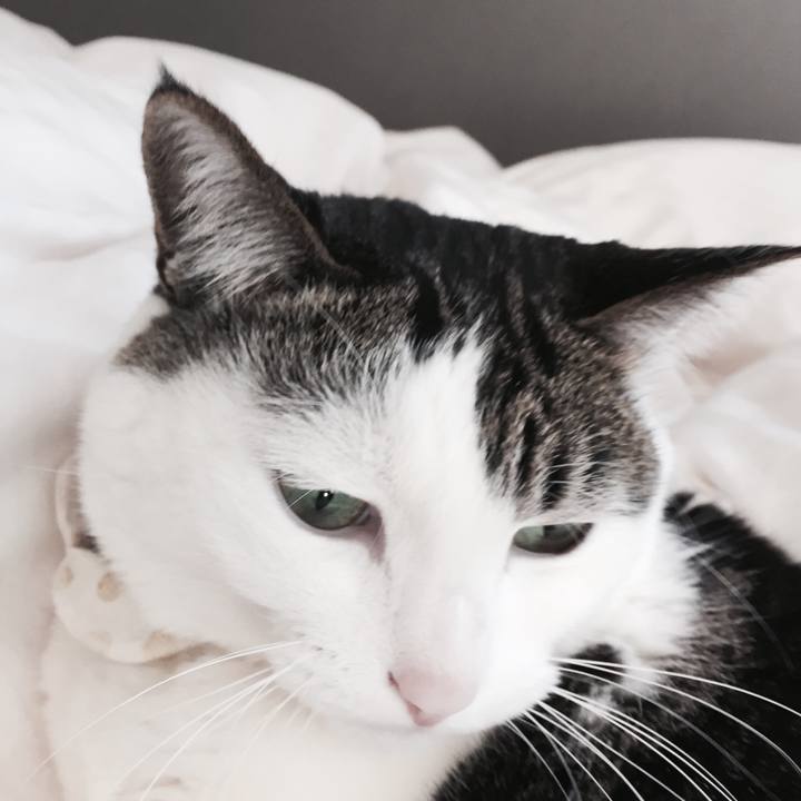 56456c66 fccc 4047 840a bbdb54c70b71