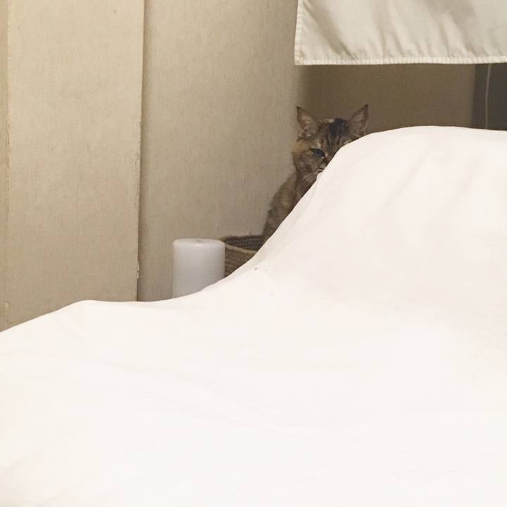 56619738 3b3d 4341 b3f0 140b6460f99e