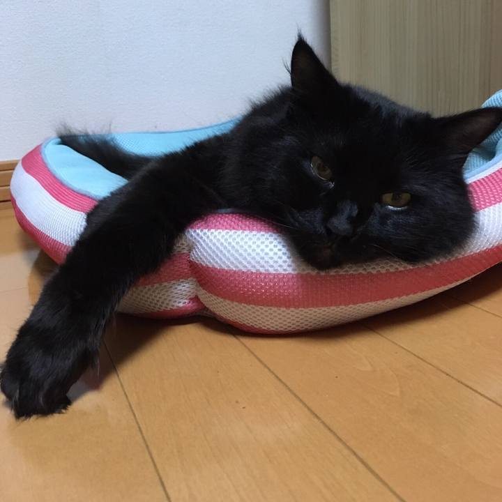 568494cc d163 48f0 96bc c6dc55aacee3