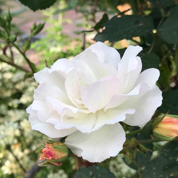 5684b8c1 1522 4780 9c6b 127825f32439