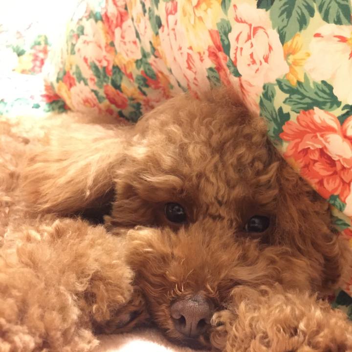 568c700d 7aa5 4bf7 8670 88c02a9d229c