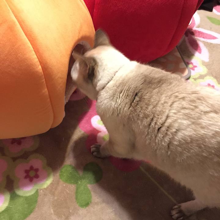 56a33b86 1763 4156 827d 68f4edf1c36e