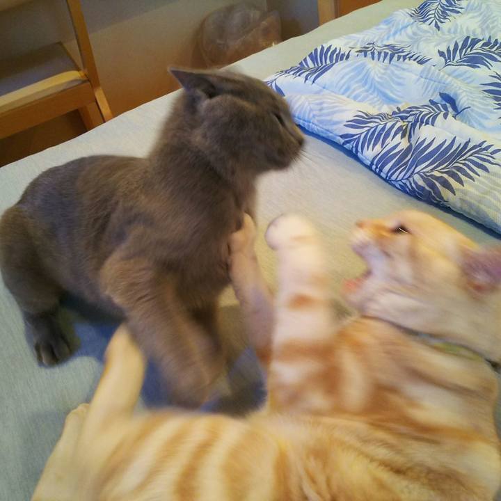 56a47a9b 0630 4415 94de b1e0b99ef8c8