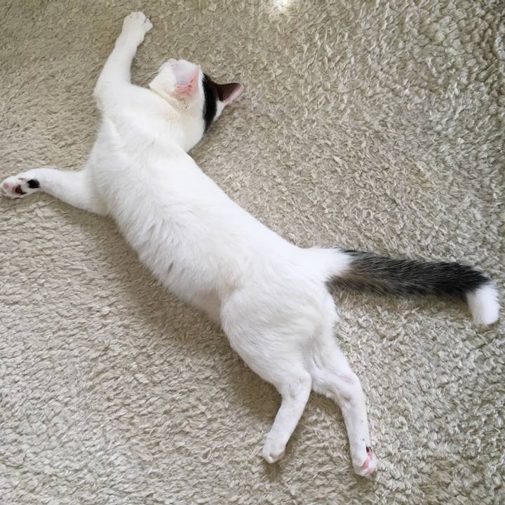 56a7e316 2e27 4cf4 9165 9f538e193869