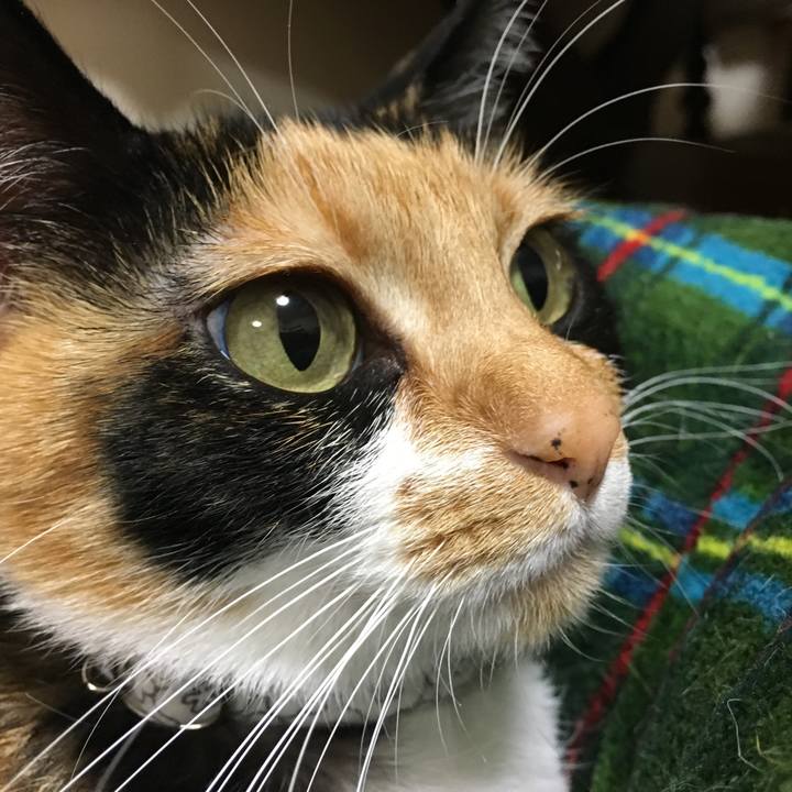 56ac6274 d9c3 436e 8263 7052ee74db11