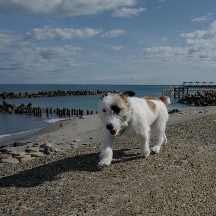 56ad6311 755a 441a a83f f553cf4b4d5b