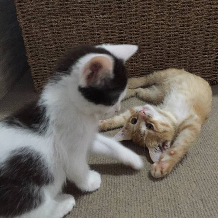 56aed934 489e 422f b188 fc6dc96d0a66