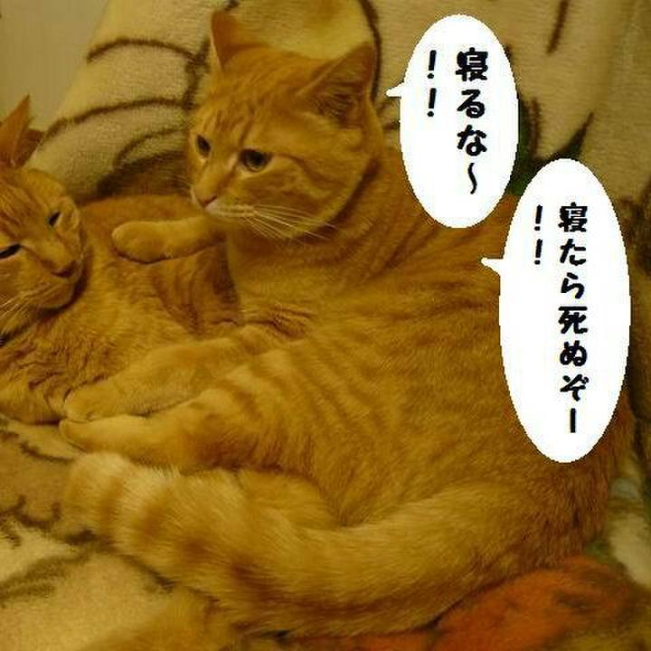 56b04d49 09bb 439b 90dc a6eac91e9230