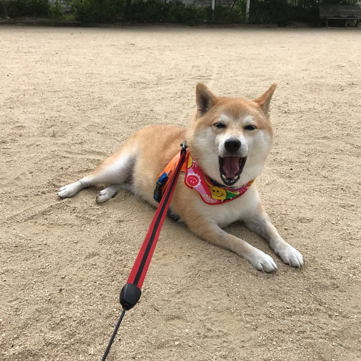 56bb418b e8dc 4b3d 931a a460c87b33a4