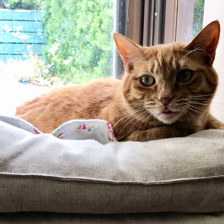 56c5d29e aef4 4b1b a9b8 0d50f8d6fc5f