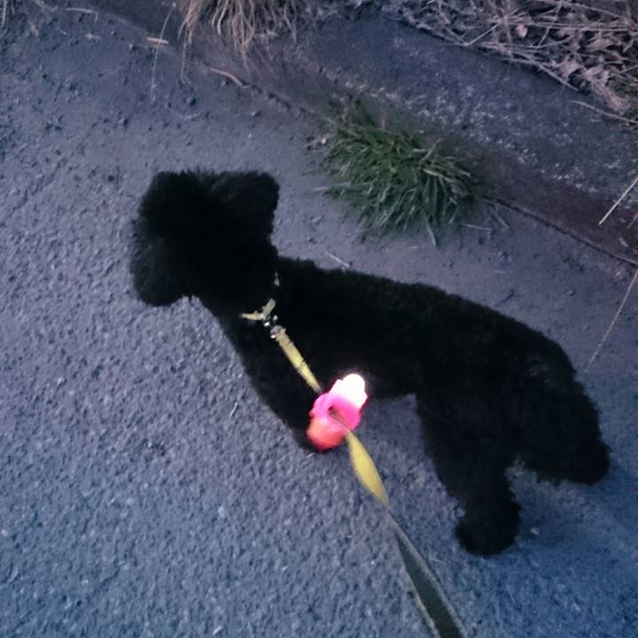 56cc9309 7710 4a7f a4f1 9709493232f0