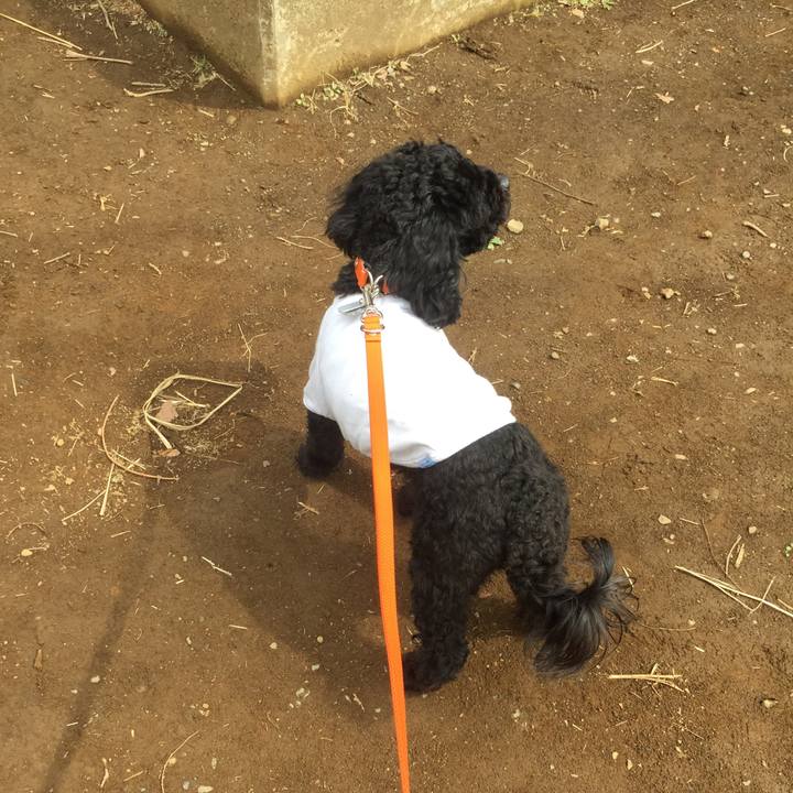 56de5120 1fd0 4ec8 a61a d6537d9885b5