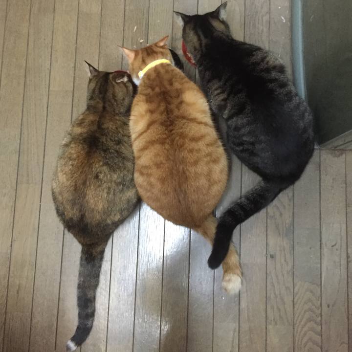 56fcd4bc c239 4b7a a920 8654c62bcdcc