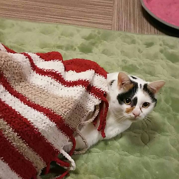 571fece8 8ffe 4411 b351 4a43ec799e19