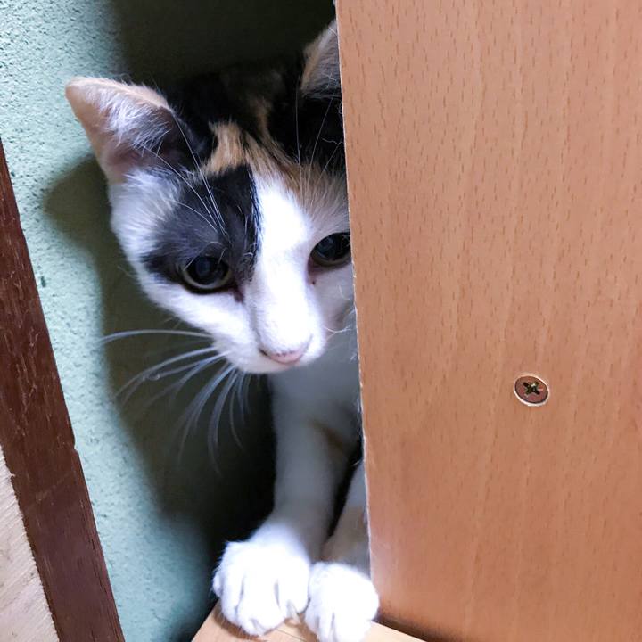 57225a98 8f19 432e ae5b ac4825464b51