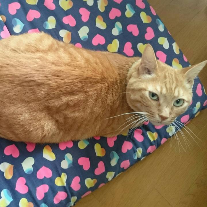 577dd397 0e26 47ad 8e1a 0b66f8250a08