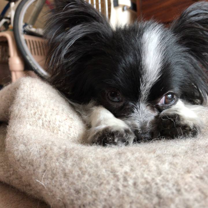 577dd6b1 fe8c 4229 8a56 316e4d451a87