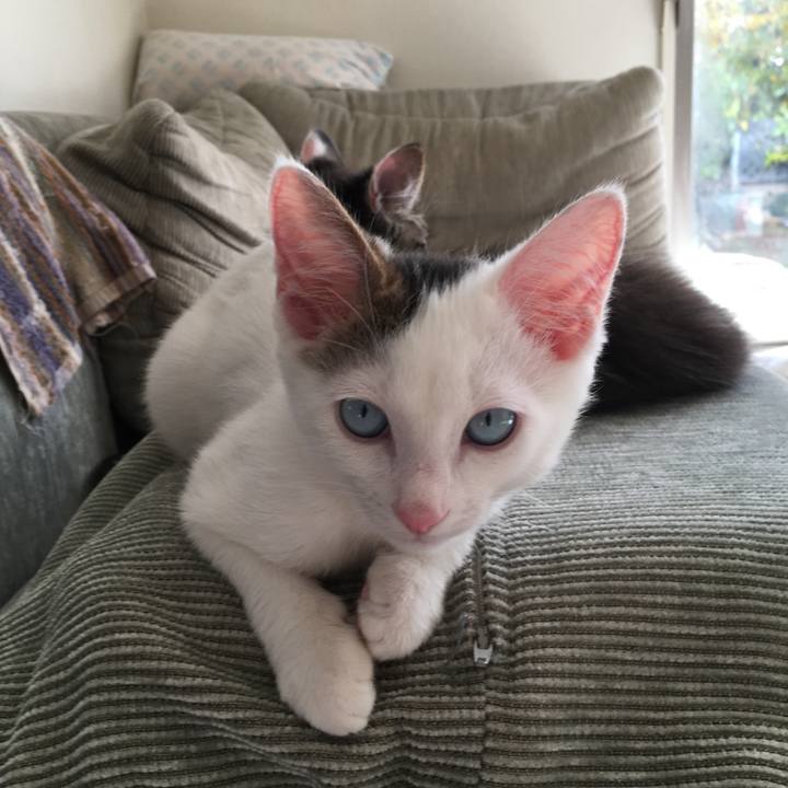 57a907ae 5733 4fcb bb83 db53674b1a3c