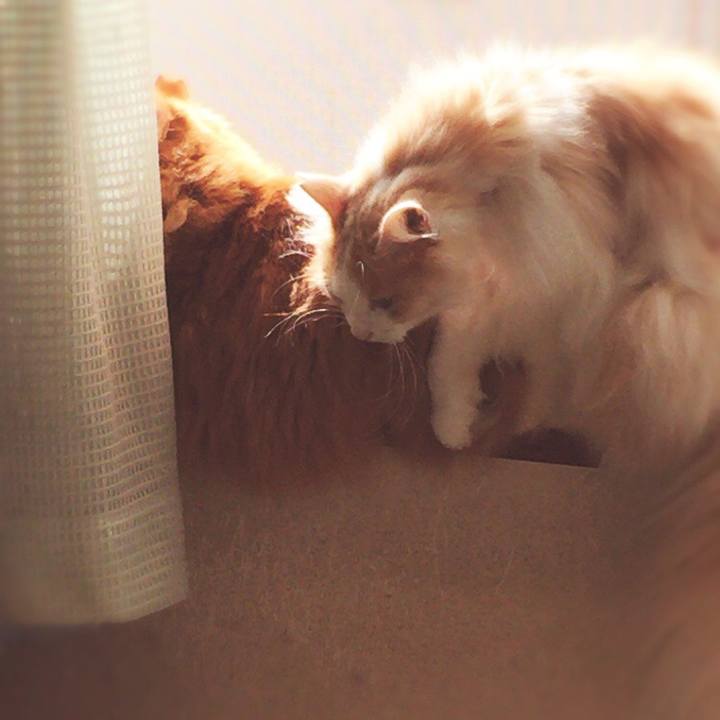 57c5a0d1 aa75 4f33 98cf b77ae61385b5