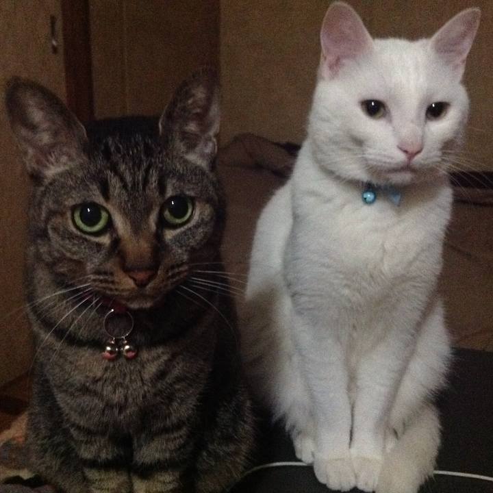 57f4cbd4 792a 4faa 99ff b39ff083fa56