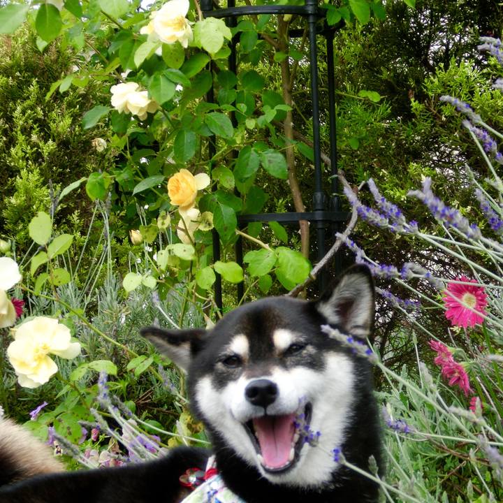 58016155 ba83 4448 9f8a 31cc21f956de