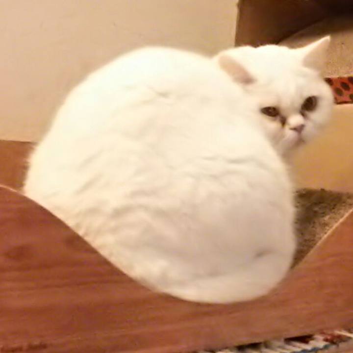 58092d86 b04d 48ec 9197 e7faa6961c40