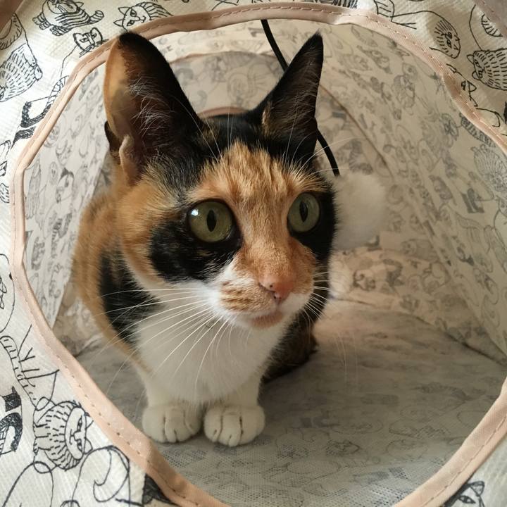 580cf153 f075 4cd7 81b7 dea9f4f44c52