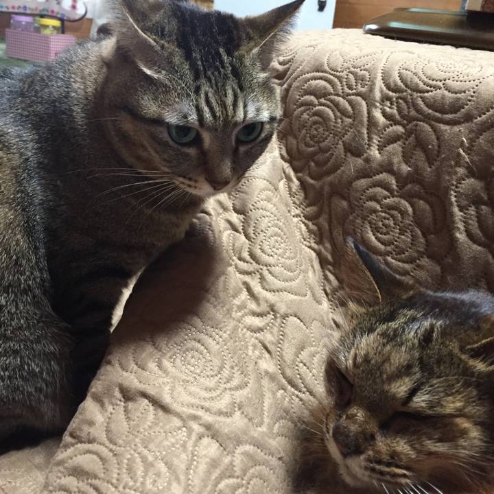 581b2393 454a 4fcb a6e8 876fd2b445fd