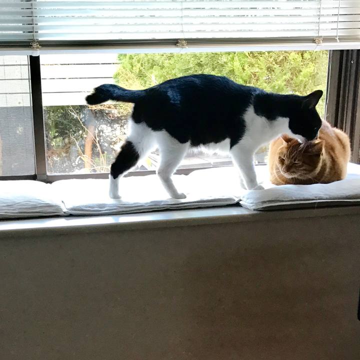 587c866e c41b 4ad2 b29a ff37b185175a