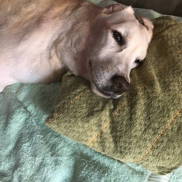 5890666a a528 4a5c b2e5 d584adc48a11