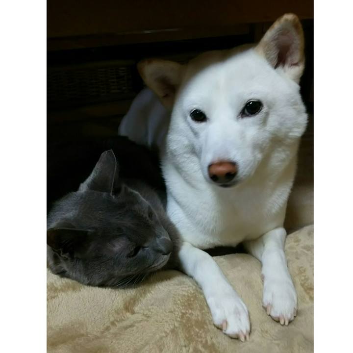 58a3b222 b88a 4d95 abea 0e47b832e864