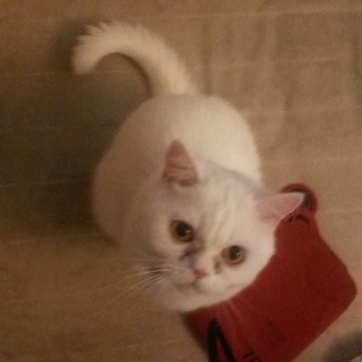 58aef2b3 4380 4921 8aaa 418f835c8a8a