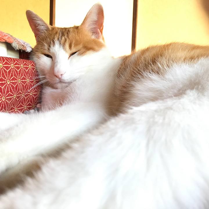 58b402fa f0fe 4617 aea0 9662e0aa2516