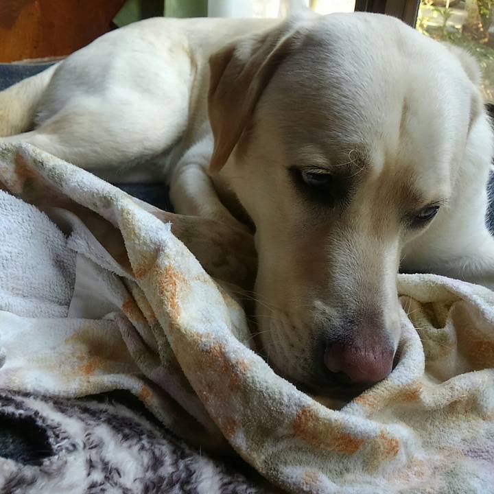 58c1d1c8 ec0a 445a bb62 086bdbd505cb