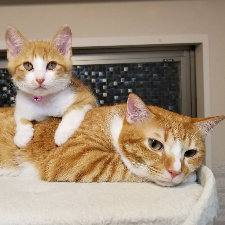 58c96911 a028 418e b5ad 181526a7e93d