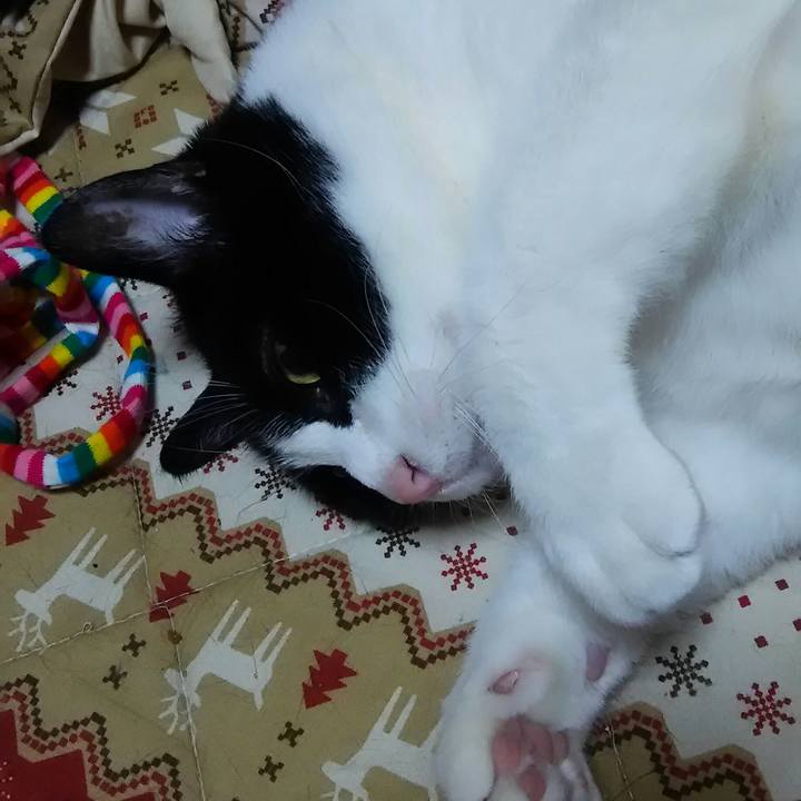 58d0d8eb f4aa 4c2e a851 081ebcb79544