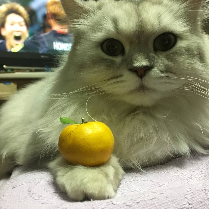 58d34156 f151 4be0 affc 74d35ed6bb80