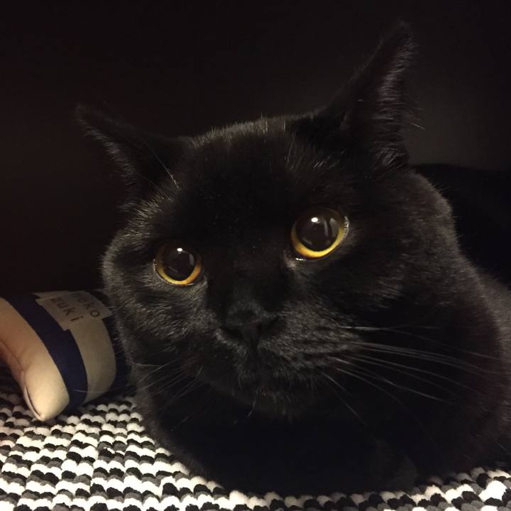 58dd2cc7 c155 47bd 97ff 22c6d1f2cc75