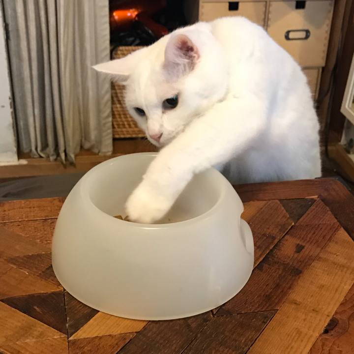 58e7c434 e15c 453a 8f8a 954632c8ab1f