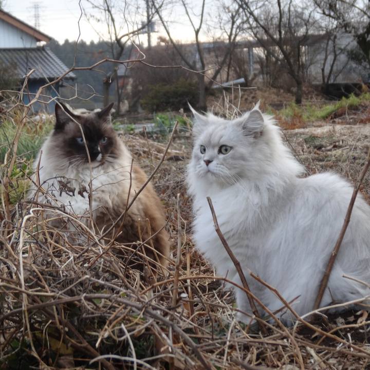 58f51b39 1e9a 4075 b655 4492505a041d