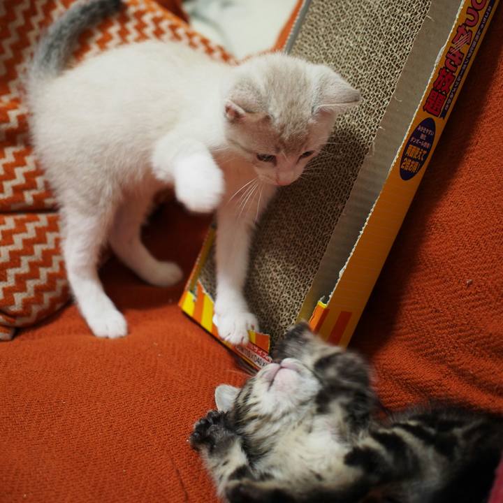 58fc4544 2411 418d 9755 53a2ffec18ae