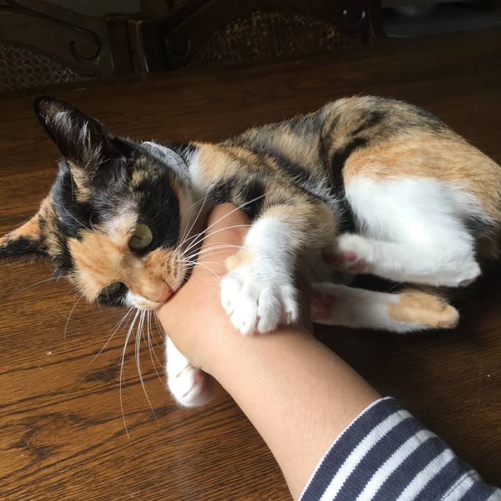 5911def5 809f 4b96 8770 98f2dc71c07a