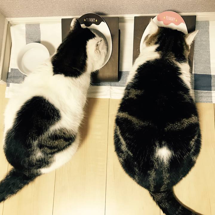 59253403 137e 4ad8 a675 09d730b47d02