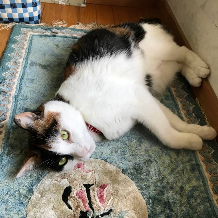 5927c974 5598 4685 b3fc 161a67571553