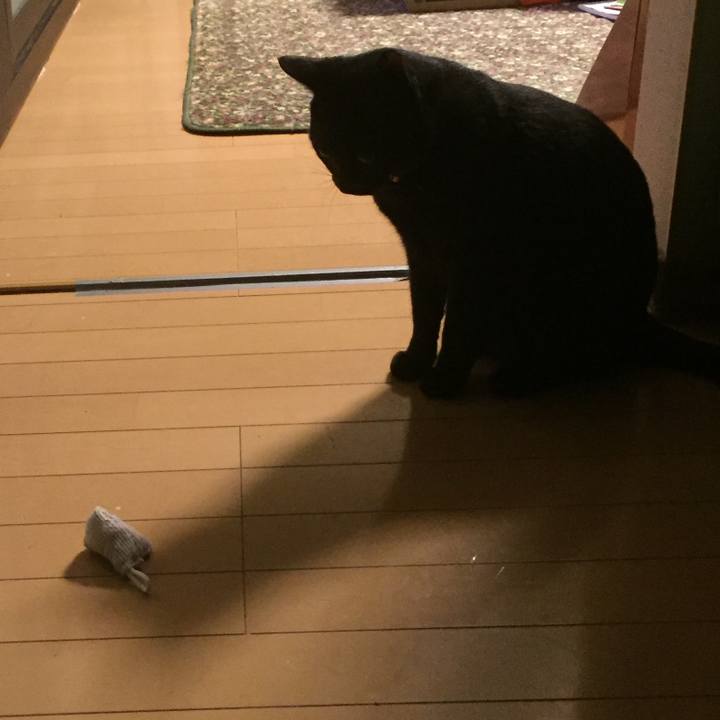 593700b8 ebee 47a7 a5b0 f4ca2b1796f6