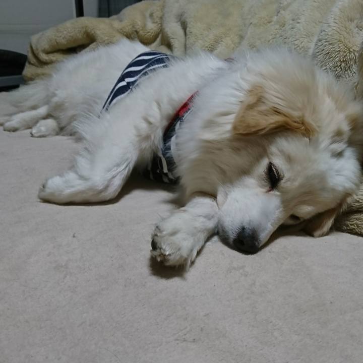 593a8de2 897e 4cd0 8b85 099432118efc